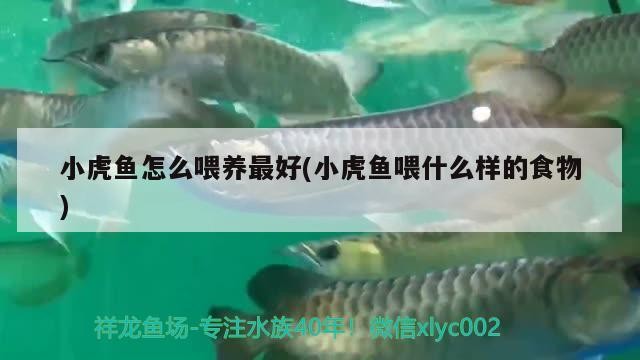 小虎魚怎么喂養(yǎng)最好(小虎魚喂什么樣的食物)