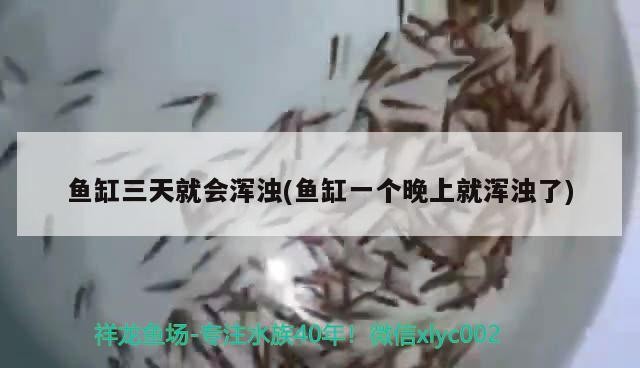 龍魚干蝦有營養嗎 魚缸三天就會渾濁(魚缸一個晚上就渾濁了) 銀龍魚百科 魚缸三天就會渾濁(魚缸一個晚上就渾濁了) 魚缸三天就會渾濁(魚缸一個晚上就渾濁了) 銀龍魚百科