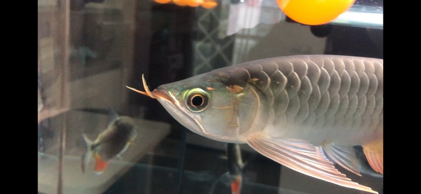 廣州魚缸批發市場F觀賞魚入缸觀賞魚個月打卡