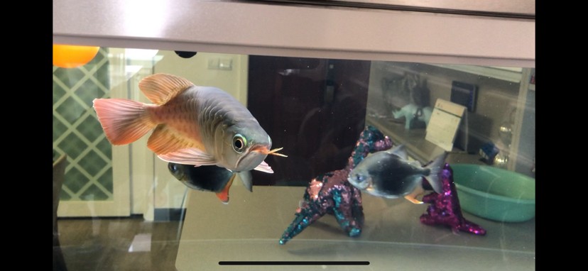 廣州魚缸批發市場F觀賞魚入缸觀賞魚個月打卡