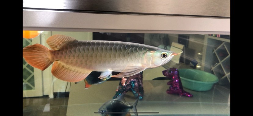 廣州魚缸批發市場F觀賞魚入缸觀賞魚個月打卡