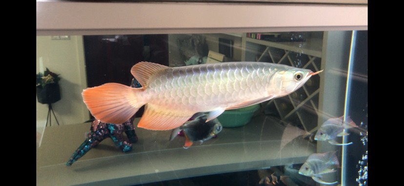 廣州魚缸批發市場F觀賞魚入缸觀賞魚個月打卡