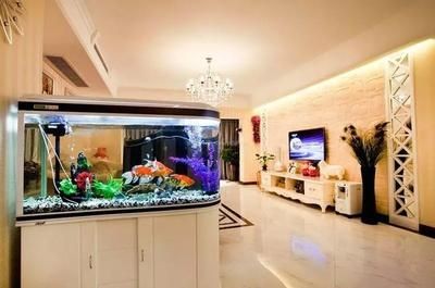 50厘米紅龍魚需要多大的魚缸，50厘米的紅龍魚需要多大的加熱棒