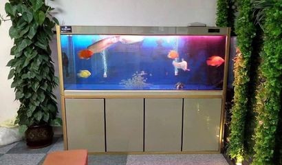 搬家搬魚缸有什么說法:搬家搬魚缸有一些特別的注意事項和做法 魚缸百科 第3張 搬家搬魚缸有什么說法:搬家搬魚缸有一些特別的注意事項和做法 搬家搬魚缸有什么說法:搬家搬魚缸有一些特別的注意事項和做法 魚缸百科 第3張