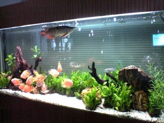 大魚缸下水閥怎么調(diào)最完美：大魚缸下水閥下水閥調(diào)節(jié)技巧大魚缸下水閥調(diào)節(jié)技巧
