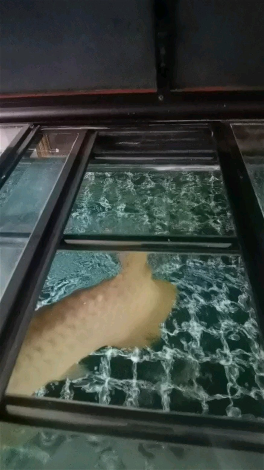 搶食