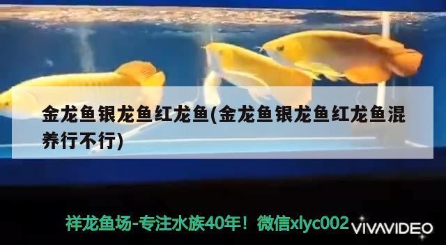 金龍魚銀龍魚紅龍魚(金龍魚銀龍魚紅龍魚混養(yǎng)行不行)