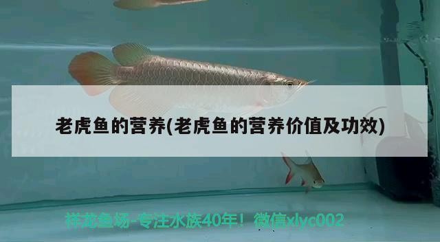 老虎魚的營(yíng)養(yǎng)(老虎魚的營(yíng)養(yǎng)價(jià)值及功效)