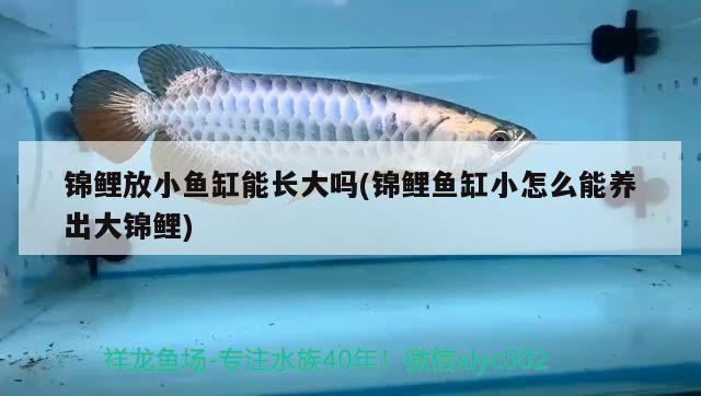 飛鳳魚在魚缸中的作用是什么？，飛鳳魚在魚缸中的作用