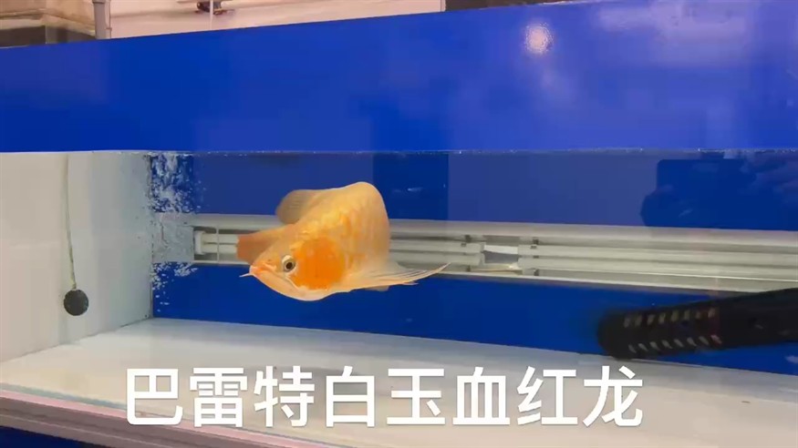 底鳯莉色干凈真正的白玉血紅龍。