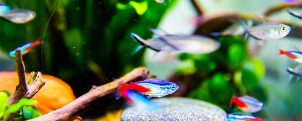 哈爾濱市道外區玉峰金魚店（哈爾濱市道外區玉峰金魚店地址）
