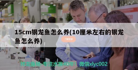 15cm銀龍魚怎么養(yǎng)(10厘米左右的銀龍魚怎么養(yǎng))