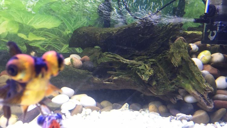 翻缸以后的對比金魚粑粑好清理多了