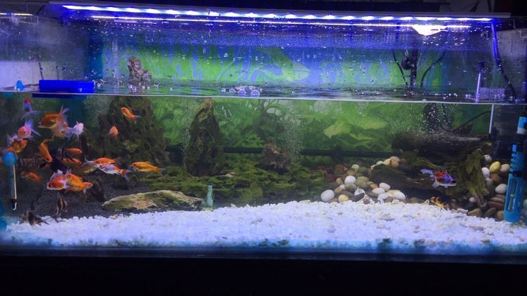 翻缸以后的對比金魚粑粑好清理多了