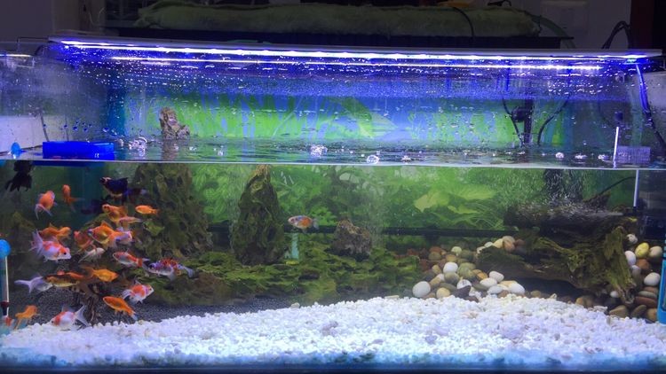 翻缸以后的對比金魚粑粑好清理多了