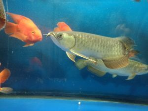 龍魚吃什么蝦比較好養活 龍魚百科 第1張 龍魚吃什么蝦比較好養活 龍魚吃什么蝦比較好養活 龍魚百科 第1張