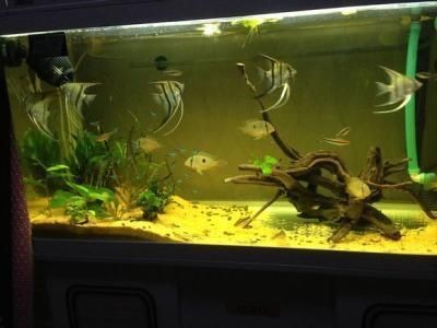 10cm魚缸：10cm魚缸養魚需要注意以下幾點