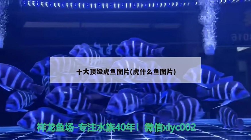 十大頂級虎魚圖片(虎什么魚圖片)
