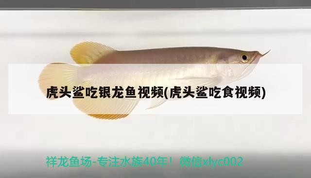 虎頭鯊吃銀龍魚視頻(虎頭鯊吃食視頻)