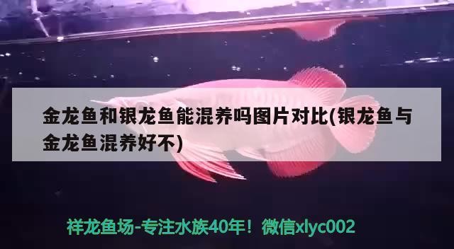 金龍魚和銀龍魚能混養(yǎng)嗎圖片對(duì)比(銀龍魚與金龍魚混養(yǎng)好不)