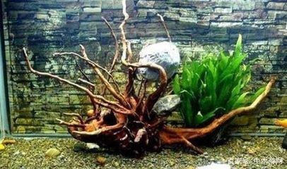 沉木魚缸放不下怎么辦：如何處理沉木無法放入魚缸的問題？