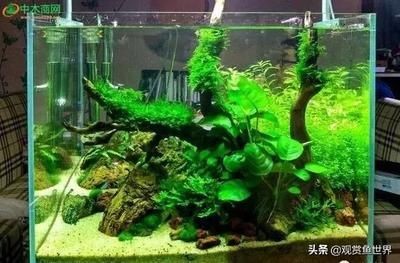沉木魚缸放不下怎么辦：如何處理沉木無法放入魚缸的問題？