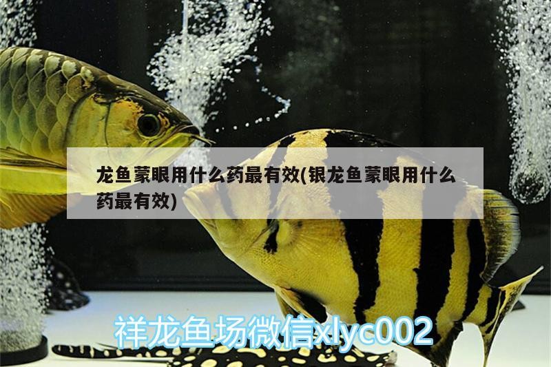 龍魚蒙眼用什么藥最有效(銀龍魚蒙眼用什么藥最有效)