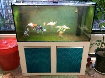 玻璃鋼魚缸好嗎安全嗎能用嗎：玻璃鋼魚缸在家庭養(yǎng)魚領(lǐng)域中得到認(rèn)可