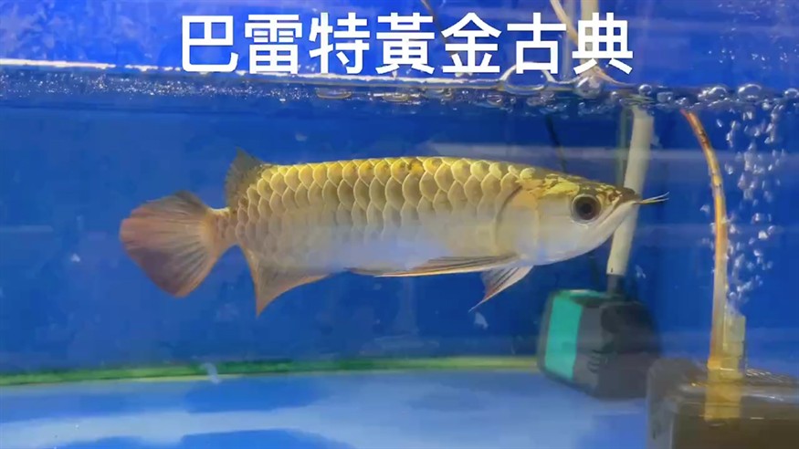 龍似黃金迷