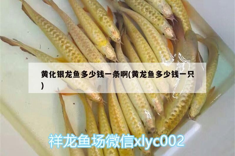 黃化銀龍魚多少錢一條啊(黃龍魚多少錢一只)