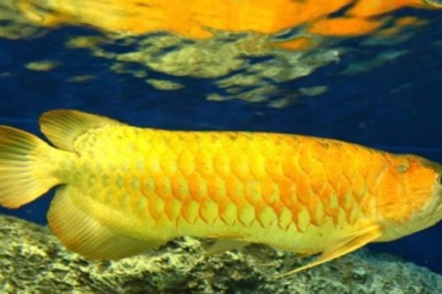 金龍魚最愛吃的食物是什么東西