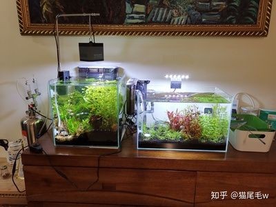 大型魚魚缸造景設計：大型魚缸造景的歷史和發展