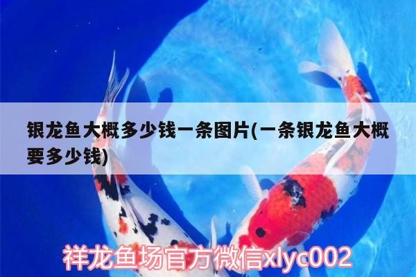 銀龍魚大概多少錢一條圖片(一條銀龍魚大概要多少錢)