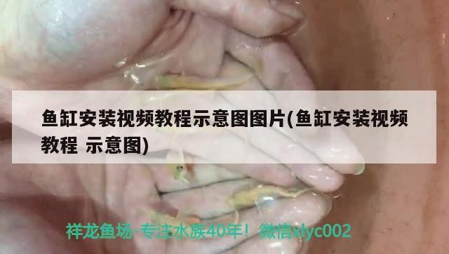 魚(yú)缸安裝視頻教程示意圖圖片(魚(yú)缸安裝視頻教程示意圖)