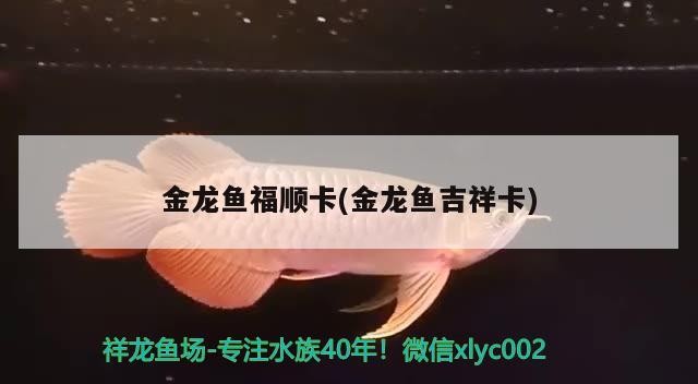 金龍魚福順卡(金龍魚吉祥卡) 金龍魚福順卡(金龍魚吉祥卡) 紅龍魚百科