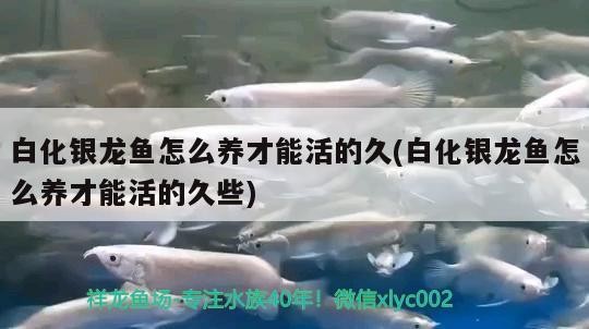 白化銀龍魚怎么養(yǎng)才能活的久(白化銀龍魚怎么養(yǎng)才能活的久些)