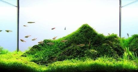 草原景魚缸：草原景魚缸的種類與風(fēng)格