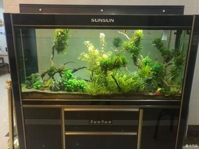 草原景魚缸：草原景魚缸的種類與風(fēng)格