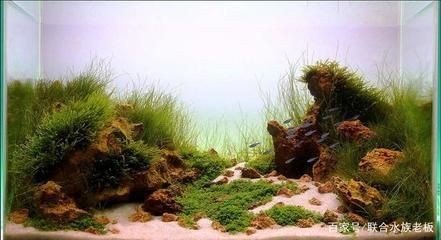 草原景魚缸：草原景魚缸的種類與風(fēng)格