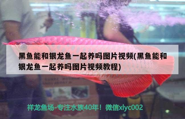 黑魚能和銀龍魚一起養嗎圖片視頻(黑魚能和銀龍魚一起養嗎圖片視頻教程)