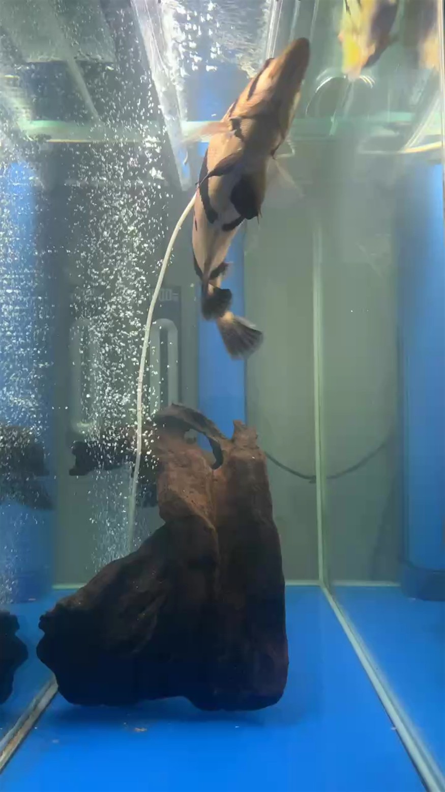 洛陽市洛龍區(qū)金海聚龍灣水族館（洛陽市洛龍區(qū)金海聚龍灣水族館電話）