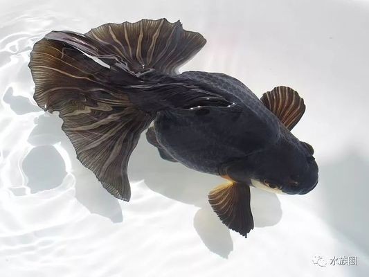 60厘米長魚缸養多少金魚合適：60厘米長的魚缸養魚需要注意事項在魚缸養魚的注意事項 60厘米長魚缸養多少金魚合適：60厘米長的魚缸養魚需要注意事項在魚缸養魚的注意事項 魚缸百科 第1張