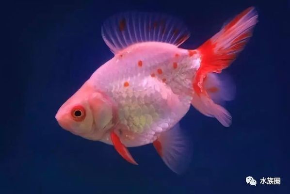 60厘米長魚缸養多少金魚合適：60厘米長的魚缸養魚需要注意事項在魚缸養魚的注意事項 60厘米長魚缸養多少金魚合適：60厘米長的魚缸養魚需要注意事項在魚缸養魚的注意事項 魚缸百科 第2張
