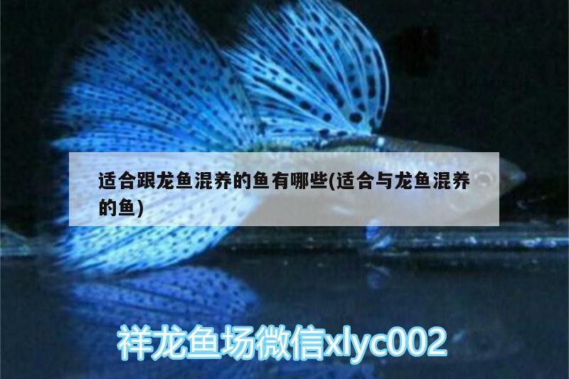 適合跟龍魚混養的魚有哪些(適合與龍魚混養的魚)