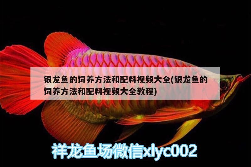 銀龍魚的飼養方法和配料視頻大全(銀龍魚的飼養方法和配料視頻大全教程)