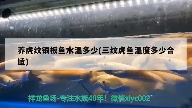 養(yǎng)虎紋銀板魚(yú)水溫多少(三紋虎魚(yú)溫度多少合適)