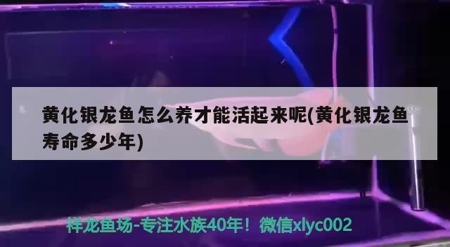 黃化銀龍魚怎么養才能活起來呢(黃化銀龍魚壽命多少年)