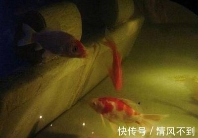 本地二手魚缸：關于本地二手魚缸的相關信息來自各城市的58同城網站