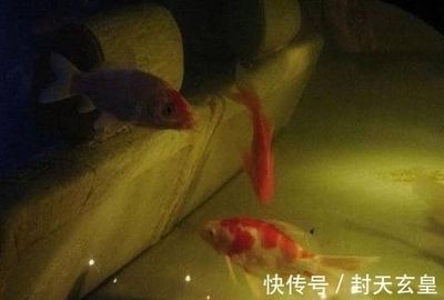 本地二手魚缸：關(guān)于本地二手魚缸的相關(guān)信息來自各城市的58同城網(wǎng)站
