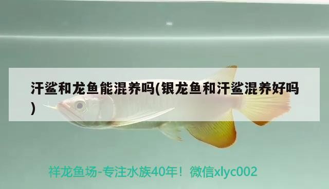 汗鯊和龍魚能混養嗎(銀龍魚和汗鯊混養好嗎)
